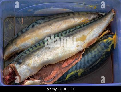 Il processo di cottura del pesce sgombro in marinata sul grill. Il pesce è salato in spezie. Foto Stock