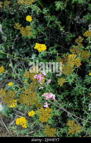 Fiori selvatici e insetti trovati sul Boucher Trail a nord di San Simeon, CA. Foto Stock