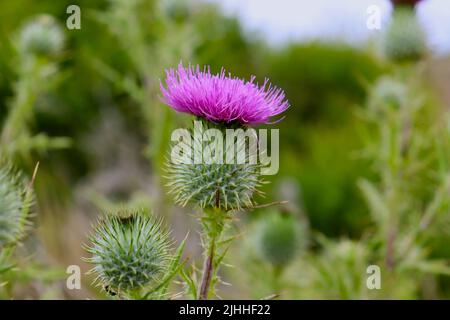 Fiori selvatici e insetti trovati sul Boucher Trail a nord di San Simeon, CA. Foto Stock