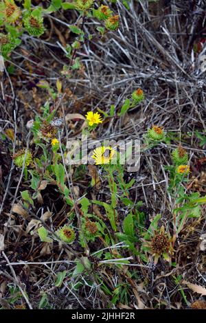 Fiori selvatici e insetti trovati sul Boucher Trail a nord di San Simeon, CA. Foto Stock