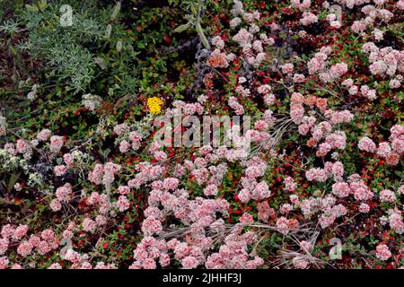 Fiori selvatici e insetti trovati sul Boucher Trail a nord di San Simeon, CA. Foto Stock