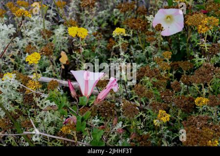 Fiori selvatici e insetti trovati sul Boucher Trail a nord di San Simeon, CA. Foto Stock