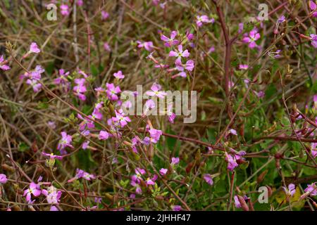 Fiori selvatici e insetti trovati sul Boucher Trail a nord di San Simeon, CA. Foto Stock