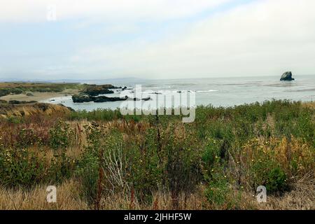 Preso sul Boucher Trail situato a nord di San Simeon, CA in una mattinata nebbia in luglio. Foto Stock