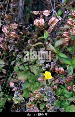 Fiori selvatici e insetti trovati sul Boucher Trail a nord di San Simeon, CA. Foto Stock