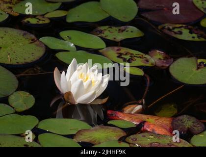 Fragranti gigli d'acqua bianca e giglio verde nel Parco Algonquin Foto Stock