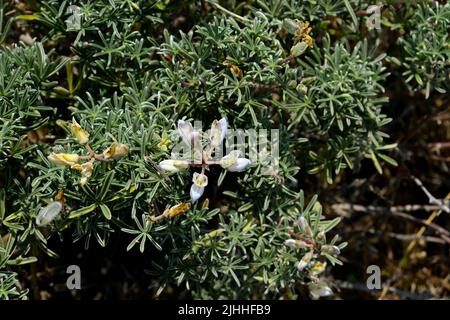 Fiori selvatici e insetti trovati sul Boucher Trail a nord di San Simeon, CA. Foto Stock