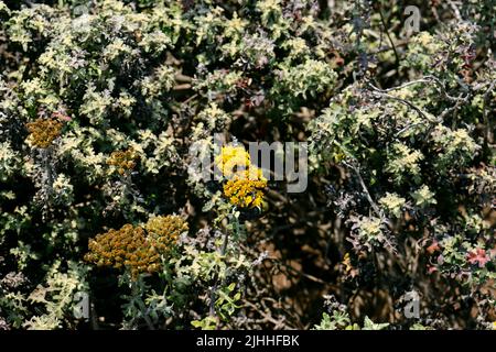 Fiori selvatici e insetti trovati sul Boucher Trail a nord di San Simeon, CA. Foto Stock