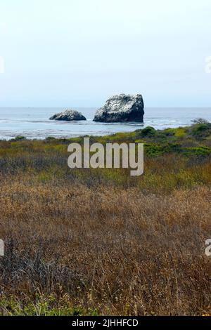 Preso sul Boucher Trail situato a nord di San Simeon, CA in una mattinata nebbia in luglio. Foto Stock