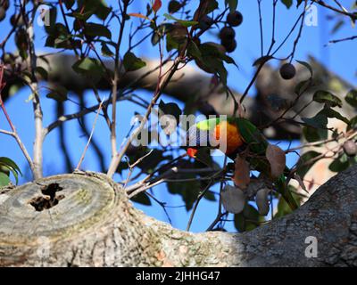 Inquisitive arcobaleno lorikeet, tricoglosso ematodus, piegandosi verso il basso per guardare un ramo mentre arroccato in un albero Foto Stock