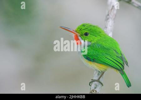 Puerto Rican Tody è un piccolo, brillante-verde residente di habitat boschivi Foto Stock