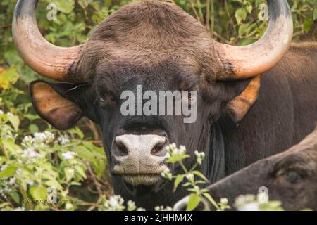 Guar nel Parco Nazionale di Nagarhole in India. Foto Stock