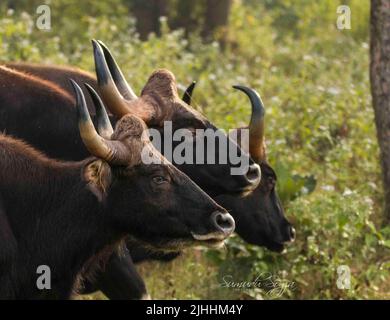 Guar nel Parco Nazionale di Nagarhole in India. Foto Stock