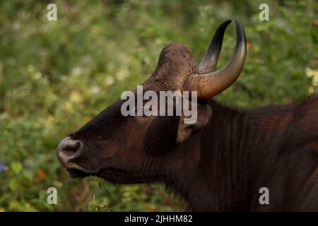 Guar nel Parco Nazionale di Nagarhole in India. Foto Stock