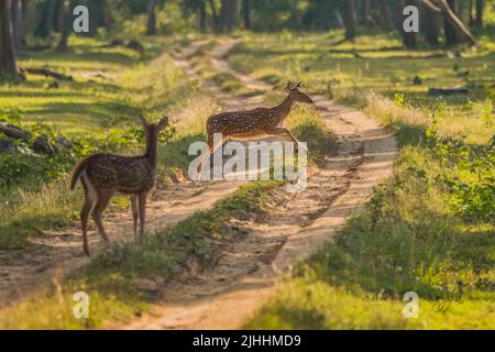 Cervi nel Parco Nazionale di Nagarhole, India Foto Stock