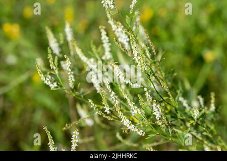Melilotus albus, miele trifoglio fiori bianchi in prato closeup selettivo fuoco Foto Stock