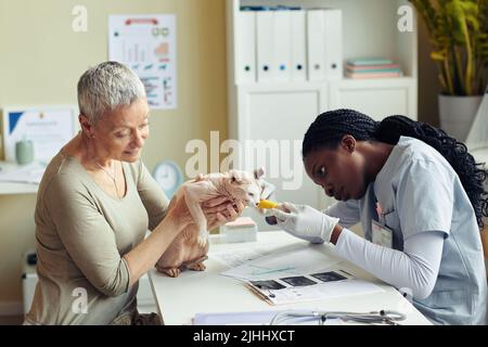 Vista laterale ritratto di donna anziana che tiene gatto alla clinica di veterinario con giovane veterinario femmina che controlla le bende Foto Stock