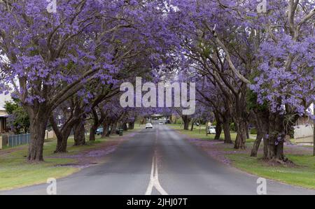 alberi di jacaranda fioriti lungo la strada della sterlina durante il festival di jacaranda a grafton Foto Stock