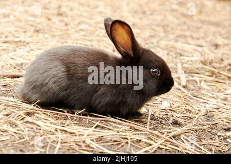 Un piccolo coniglio nero siede sulla paglia al sole. Animali sfondo tema Foto Stock