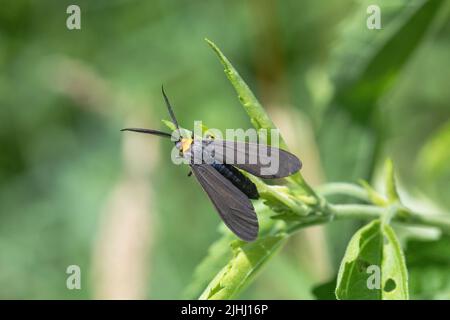 Scape Moth (Cisseps fulvicollis), colore giallo, nella contea di Lee, Iowa Foto Stock