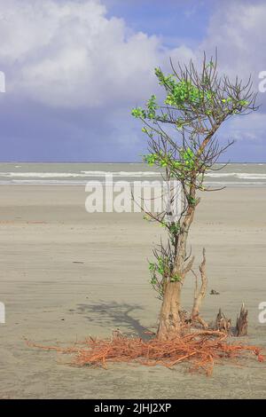 panoramica spiaggia di mare dell'isola di henry a bakkhali, albero di mangrovie in piedi sulla spiaggia e nuvole tempesta nel cielo, la spiaggia remota situato vicino sundarbans Foto Stock