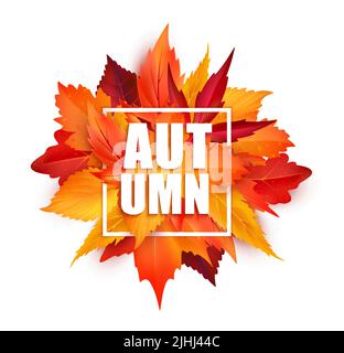 Foglie autunnali realistiche, autunno stagione foglia caduta sfondo, banner vettoriale. Foglie autunnali per la stagione di vendita o vacanze di ringraziamento di acero rosso e betulla telaio per poster o scheda promozione Illustrazione Vettoriale