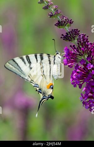 Scarso farfalla coda di rondine su Buddleia Flower Butterfly Iphiclides podalirius, lilla estiva, buddleia Butterfly Bush Foto Stock