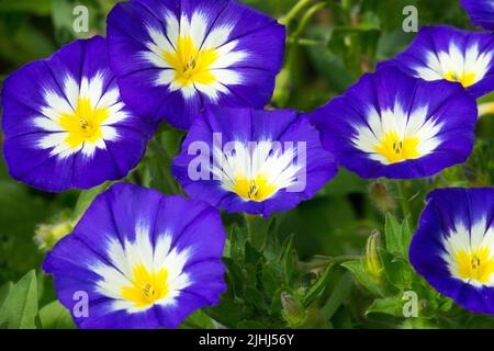 Convolvulus tricolore 'Blue Ensign', Dwarf Morning Glory annuale, Plant, Blooming, Convolvulus 'Blue Ensign' Foto Stock