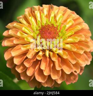 Zinnia "Queen Lime Orange", fiore Foto Stock