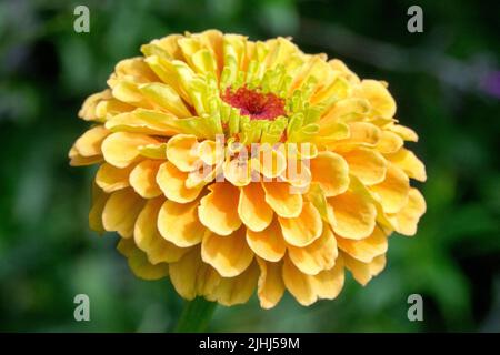 Fiore singolo, Zinnia elegans 'Queen Lime Orange' bellezza fiore testa Zinnia Queen Lime Orange Foto Stock