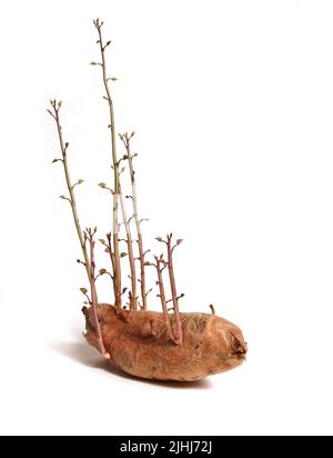 Vecchia patata dolce che inizia a coltivare viti isolate su bianco Foto Stock