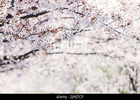 Fiori di ciliegio in piena fioritura in una bella primavera, freschi alberi di ciliegio fiore Foto Stock