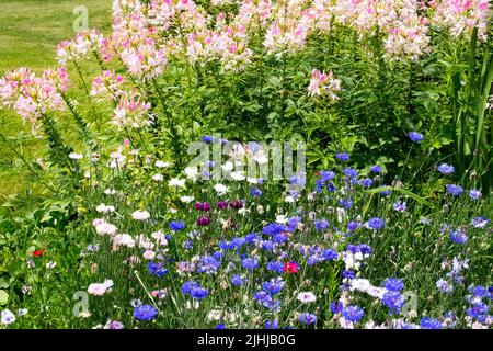 Piante annue nel letto di fiori di luglio, Cleome, Centaureas, Blu, Bianco, Rosa, bordo giardino Foto Stock