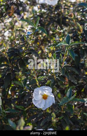 Cistus ladanifer L. (Common gum cistus, laudanum) in fiore Foto Stock