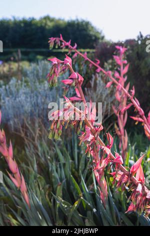 Fiori verdi gialli alti con bratti rossi di Beschorneria yuccoides (beschorneria lievitata con yucca) Foto Stock