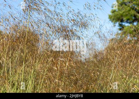 Stipa gigantea / avena d'oro, erba ornamentale in fiore, cattura movimento di vento Foto Stock