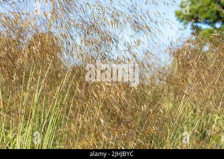 Stipa gigantea / avena d'oro, erba ornamentale in fiore, cattura movimento di vento Foto Stock