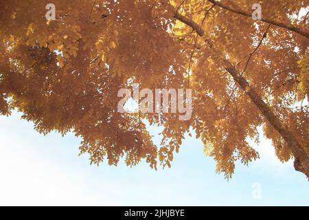immagine infrarossa di fogliame sopra l'albero Foto Stock