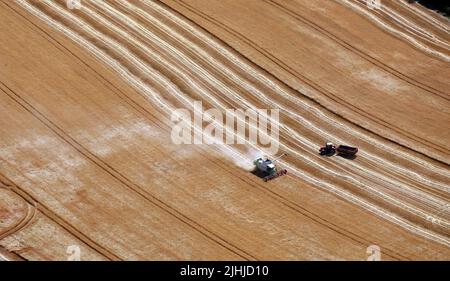 Vista aerea di una mietitrebbiatrice con trattore e rimorchio per la raccolta di grano nel Regno Unito 2022 Foto Stock