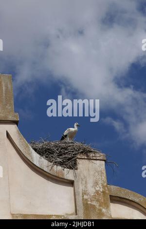 nidificare con cicogna bianca appollaiata sulla parte superiore del Foto Stock