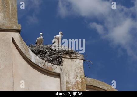 nido con cicogne bianche appollaiate sul tetto antico e cielo blu Foto Stock