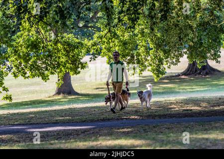 Northampton 19th luglio 2022. Prevedi di essere il giorno più caldo mai registrato, così le persone sono fuori presto a piedi i loro cani in Abington Park, mentre è un po 'più fresco prima che il calore della giornata diventa intenso. Credit: Keith J Smith./Alamy Live News. Foto Stock