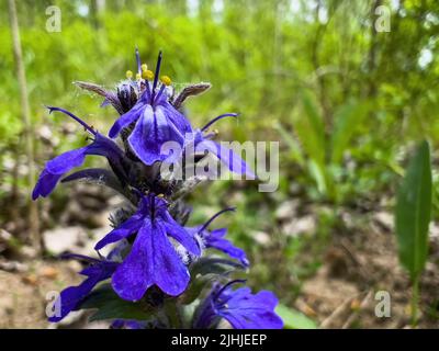Blue Bugle o Ajuga reptans è pianta erbacea fioritura originaria dell'Europa, fuoco selettivo Foto Stock