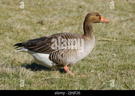 Grigiylag oca su un campo Foto Stock