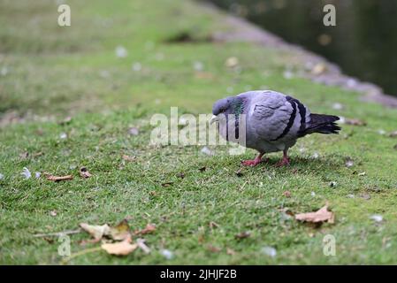 Plump comune piccione, o colomba di roccia, cacciato sopra come cammina attraverso una zona erbosa in un parco durante l'autunno Foto Stock