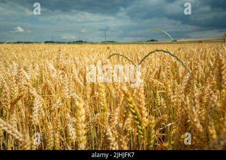 Un campo di grano e un cielo nuvoloso, vista rurale estiva Foto Stock