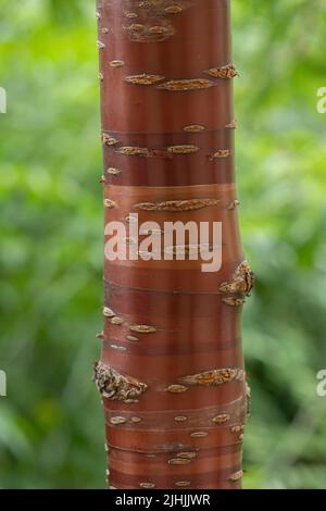 Prunus serrula. Particolare di corteccia. Foto Stock