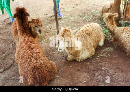 Llamas o alpaca con pelliccia marrone soffice seduta e relax a terra in uno zoo a Malang, Giava orientale, Indonesia. Nessuna gente. Foto Stock