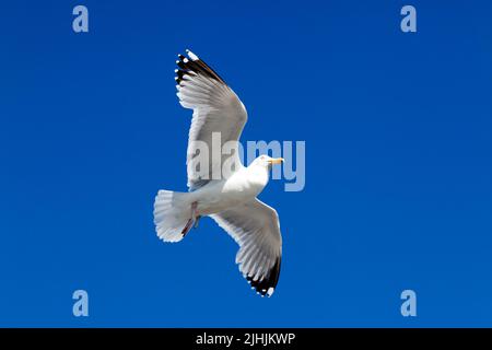 Gull, con un piede mancante, mantenendo una posizione statica nell'aria contro un vento di testa, alla fine di Deal Pier Foto Stock