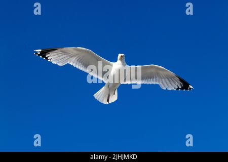 Gull, con un piede mancante, mantenendo una posizione statica nell'aria contro un vento di testa, alla fine di Deal Pier Foto Stock